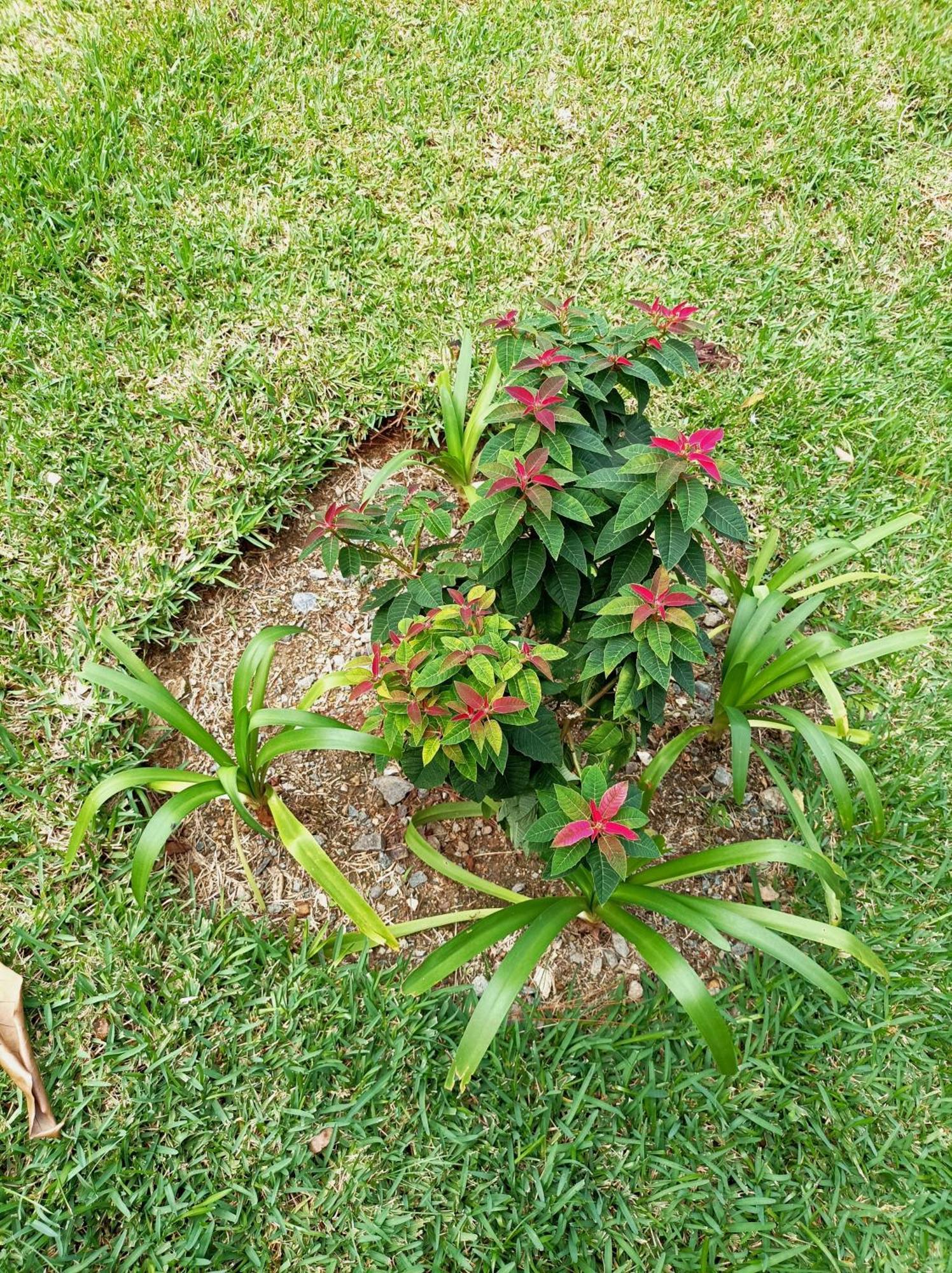 Ferienwohnung Mi Hogar Jarabacoa Exterior foto